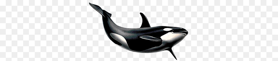 Hd Whale Hd Whale Images, Animal, Sea Life, Mammal, Orca Png