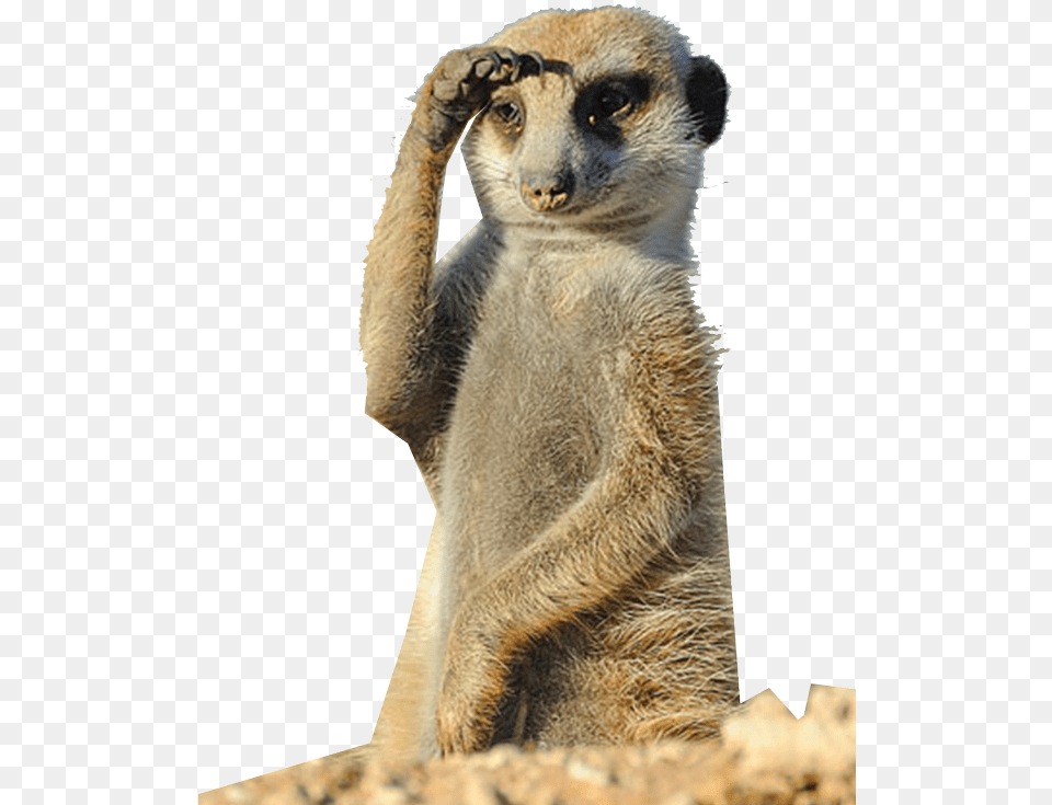 Hd Wheristhecap Hashtag Meerkat Funny Vacation Here I Come, Animal, Mammal, Wildlife, Bear Free Png