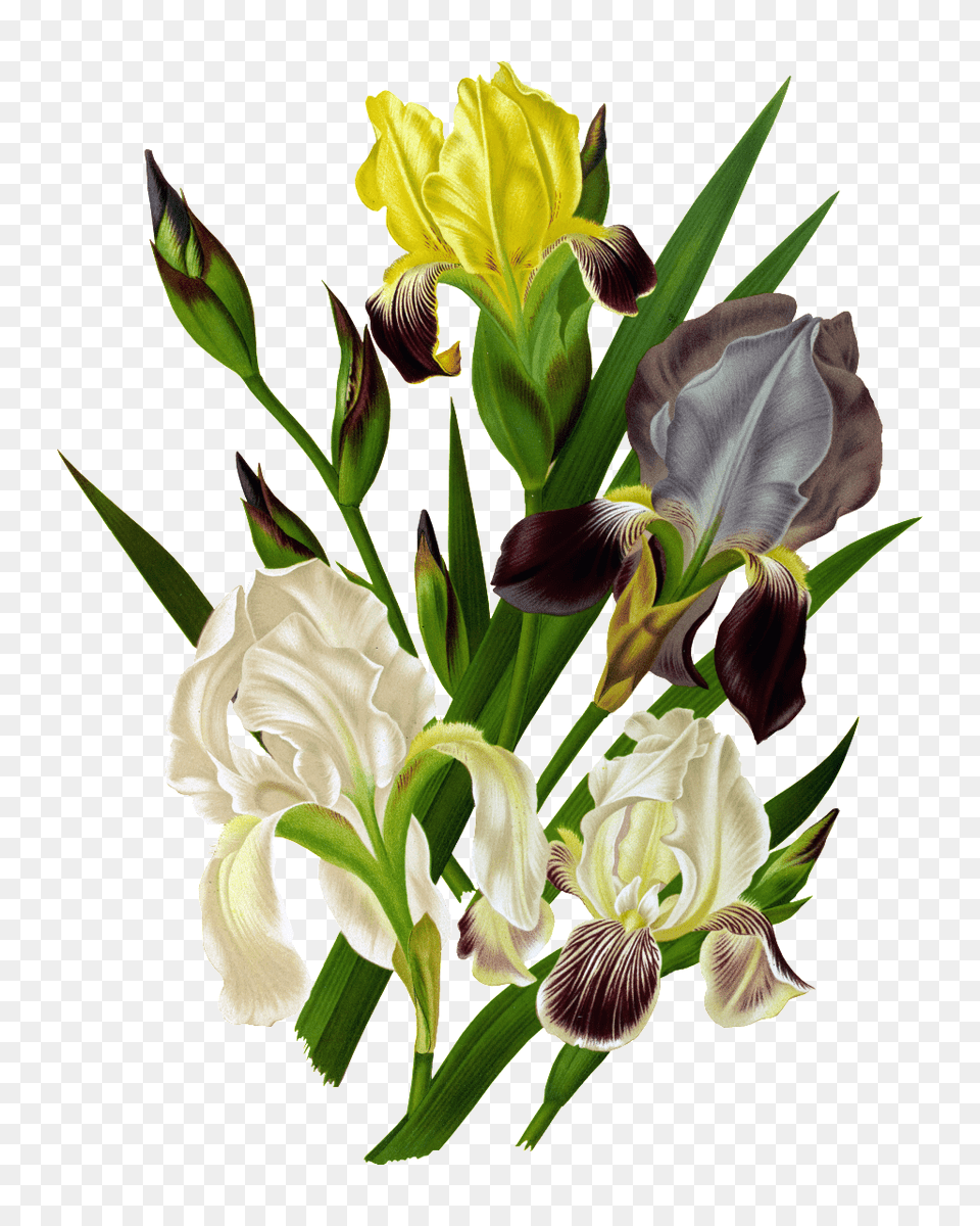 Hd White Orchid Element Design Download Vector, Plant, Iris, Flower, Flower Arrangement Png Image