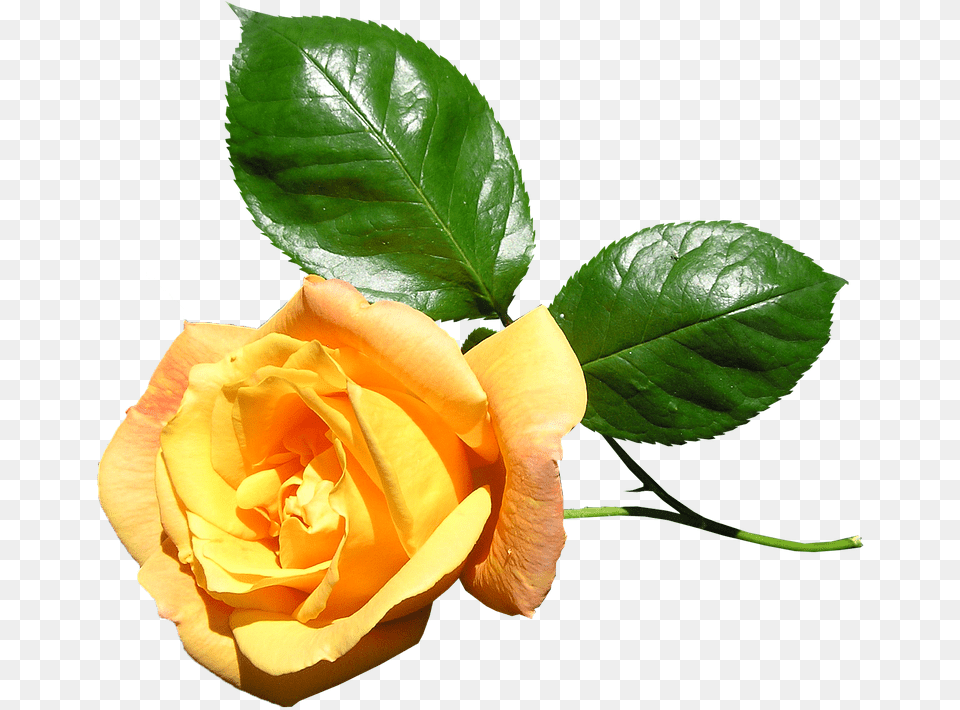 Hd Yellow Rose Stem Flower Yellow Rose With Stem, Plant, Leaf Free Png Download