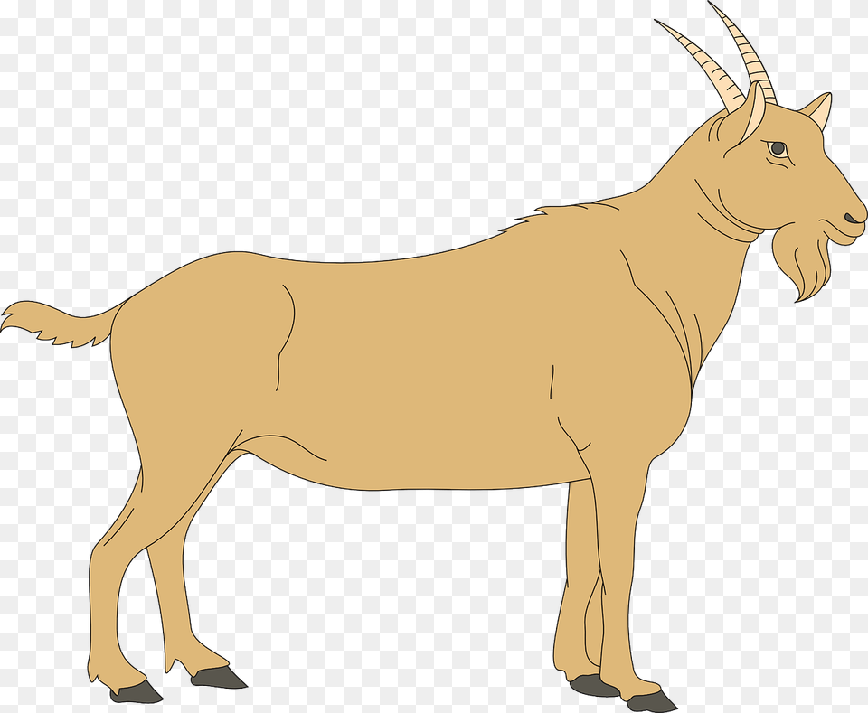 He Goat Clipart, Animal, Mammal, Antelope, Wildlife Free Transparent Png