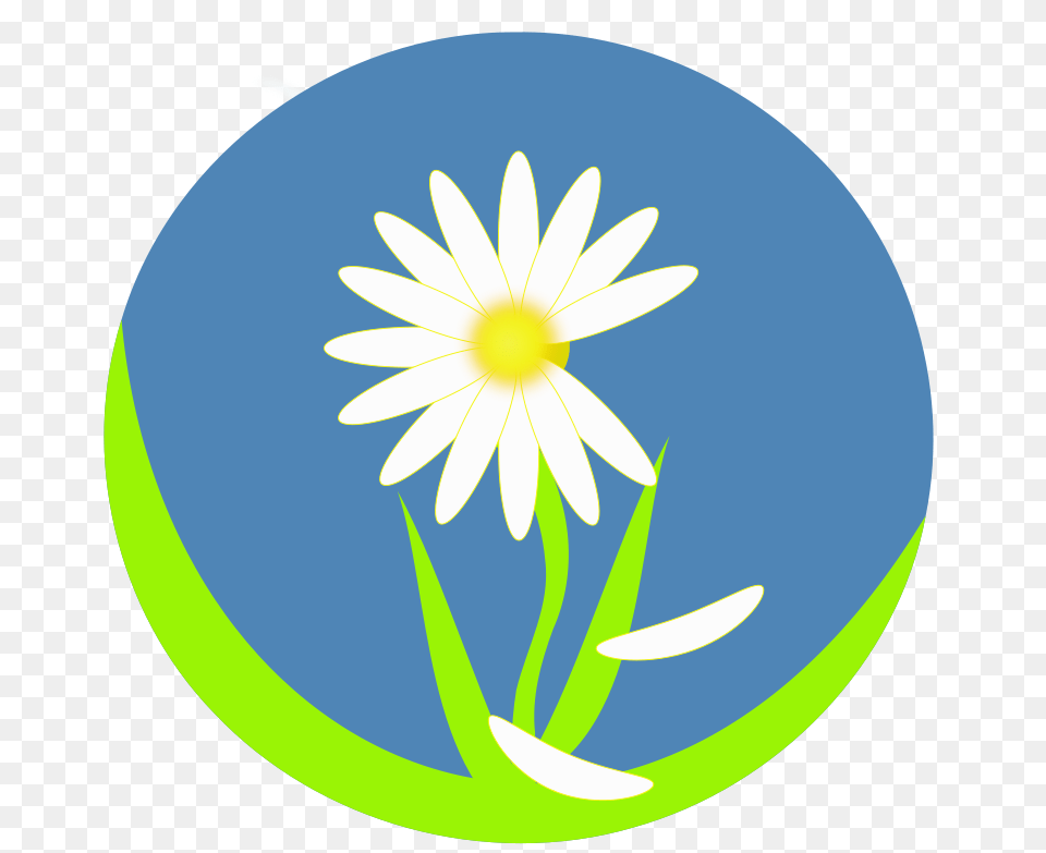 He Loves Me, Daisy, Flower, Plant, Astronomy Free Transparent Png