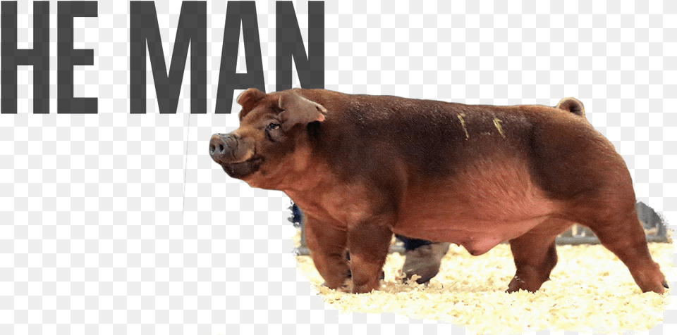 He Man Saying T Shirt, Animal, Boar, Hog, Mammal Png