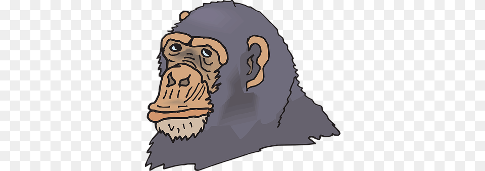 Head Animal, Ape, Mammal, Wildlife Free Png