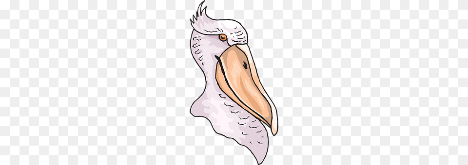 Head Animal, Beak, Bird, Waterfowl Png