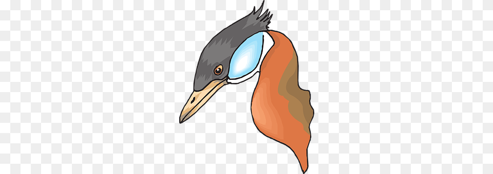 Head Animal, Beak, Bird, Jay Png