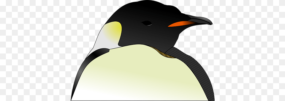 Head Animal, Bird, King Penguin, Penguin Png