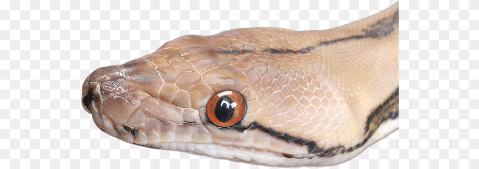 Head, Animal, Reptile, Snake, Rock Python Free Transparent Png