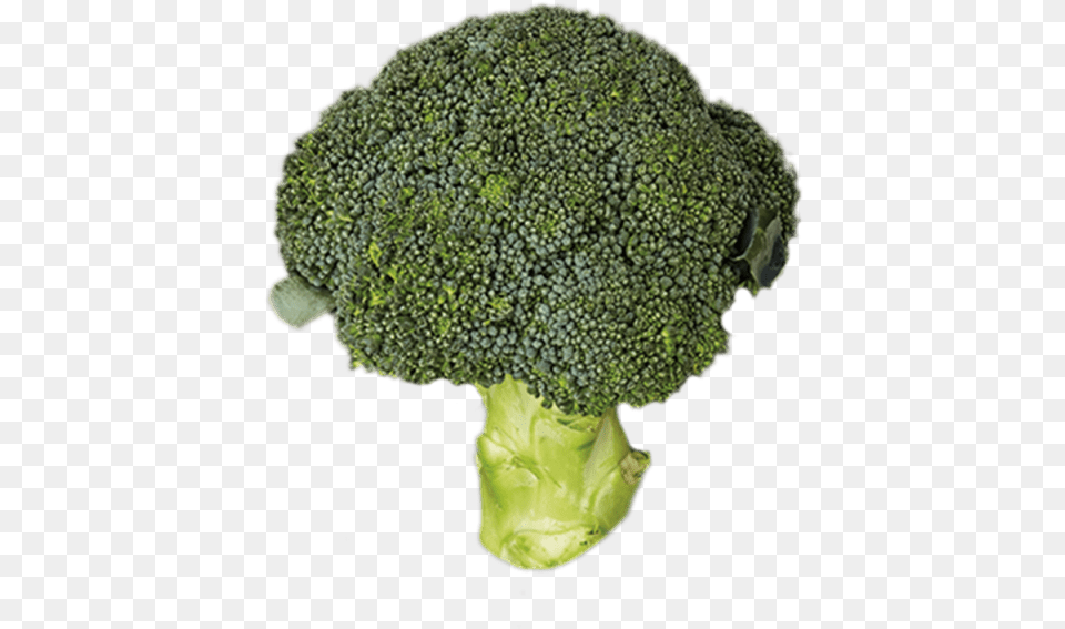 Head Broccoli Broccoli, Food, Plant, Produce, Vegetable Png