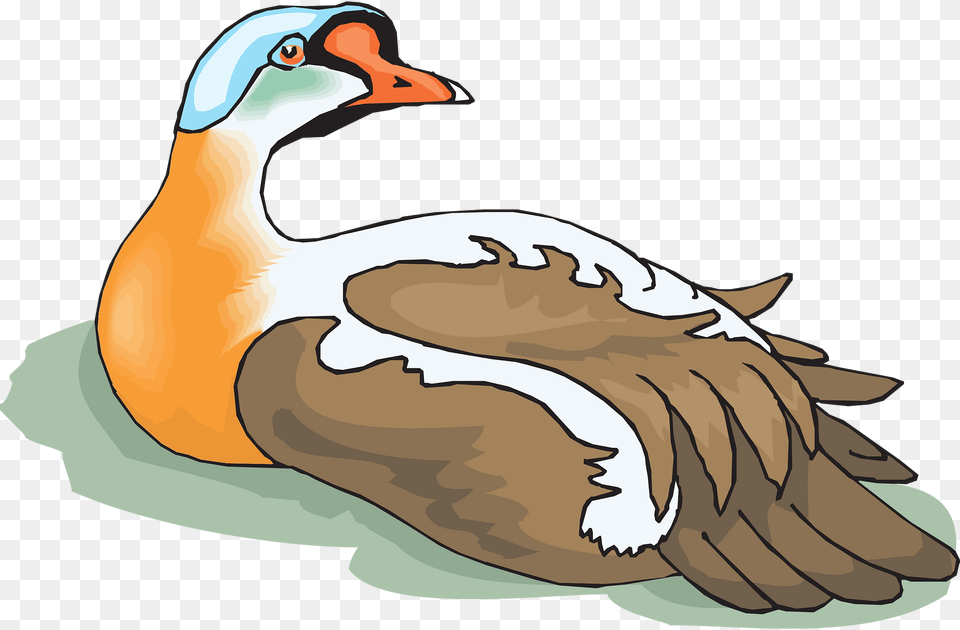 Head Clipart, Animal, Waterfowl, Bird, Anseriformes Free Png