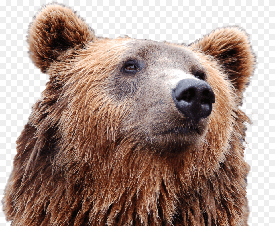 Head Clipart Brown Bear Free Png