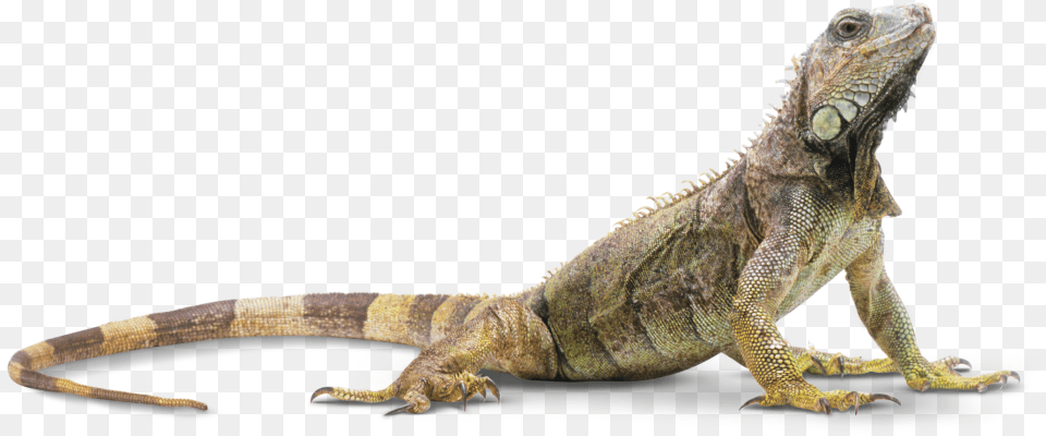 Head Clipart Iguana Reptile, Animal, Lizard Free Png Download
