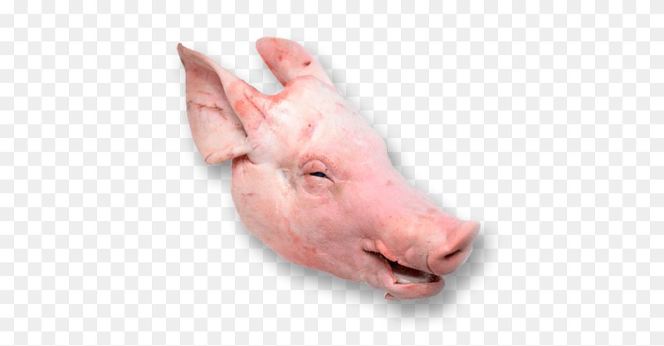 Head Cut Of Pork Head Cut Of Pork, Animal, Mammal, Pig, Hog Png
