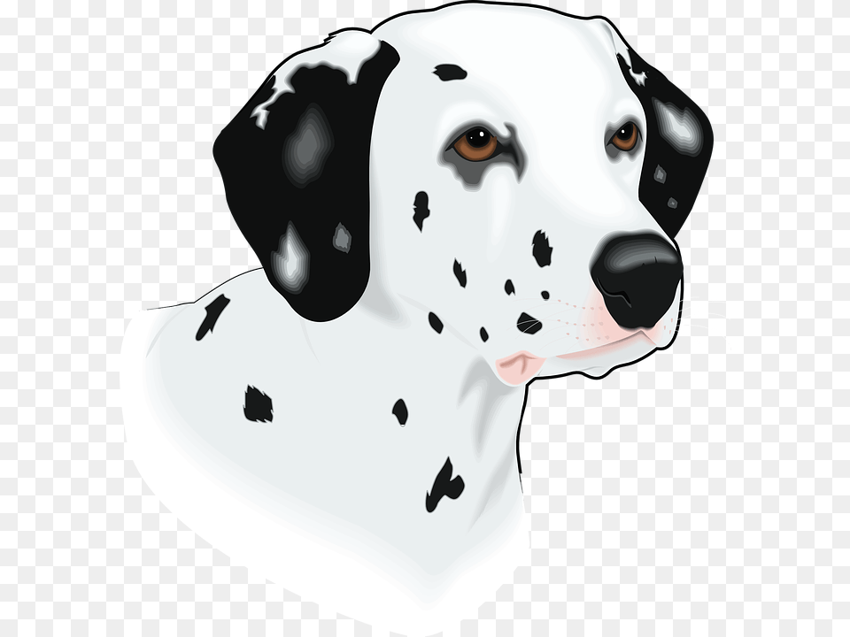 Head Dog Pet Animal Mammal Spots Breed Imagenes De Cabeza De Perro, Canine, Dalmatian Free Png Download