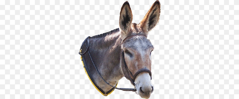 Head Donkey Head, Animal, Antelope, Mammal, Wildlife Free Png Download