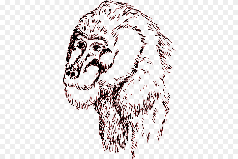 Head Drawing Face Art Animal Chimp Chimpanzees Drawings Background, Baby, Person, Ape, Mammal Free Transparent Png