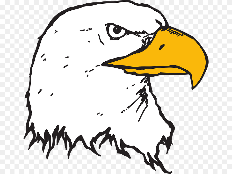 Head Eagle Bird Bald Beak Animated Bald Eagle Head, Animal, Person, Bald Eagle, Face Free Transparent Png
