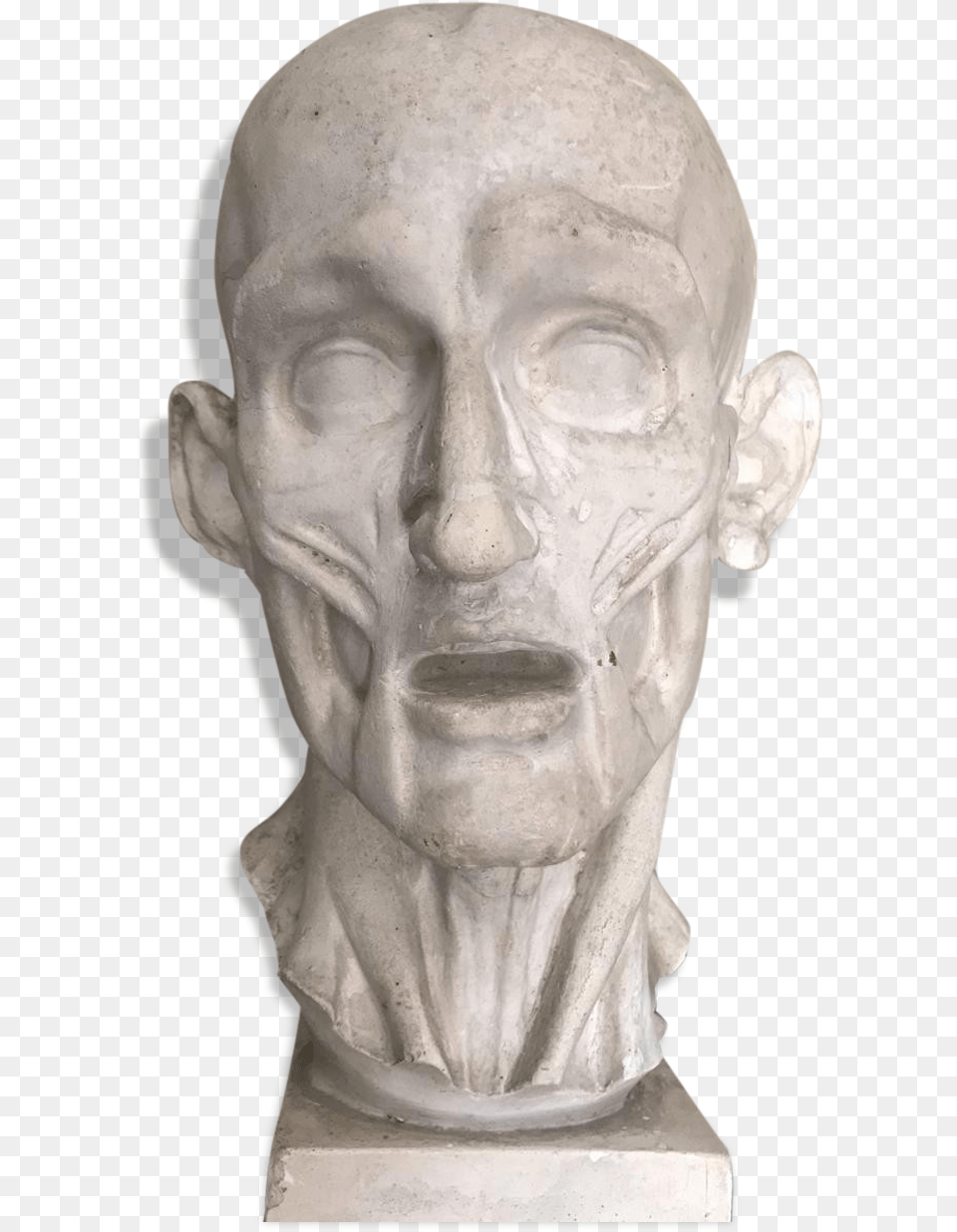 Head In Plaster From Houdon Carving, Adult, Person, Man, Male Free Png Download