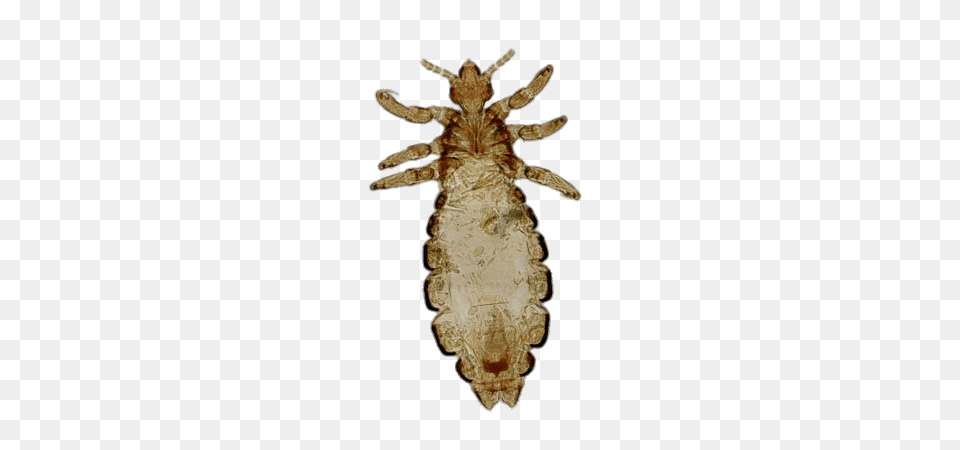 Head Louse, Animal, Insect, Invertebrate Free Transparent Png