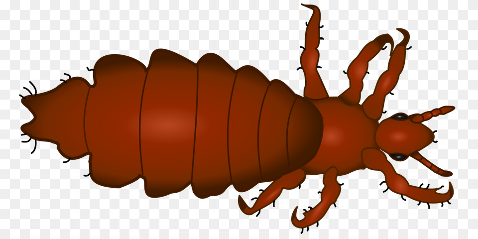 Head Louse Insect Head Lice Infestation Therapy, Animal Free Png
