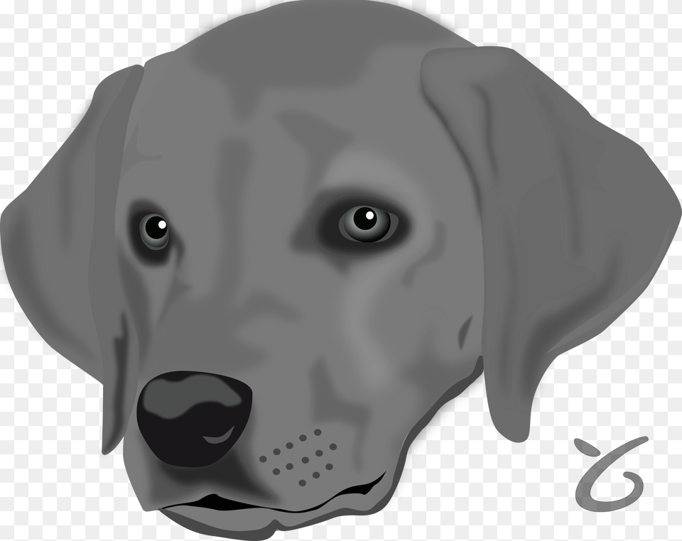 Head Of A Dog, Animal, Canine, Labrador Retriever, Mammal Free Transparent Png