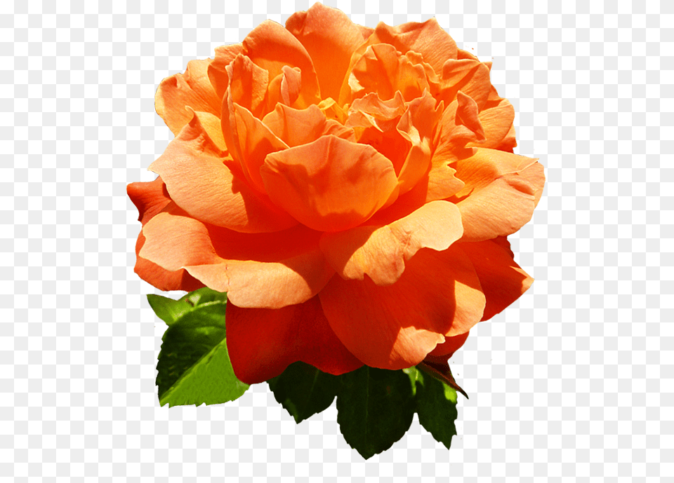 Head Of Orange Rose Flower Orange Rose, Plant, Petal Free Png Download