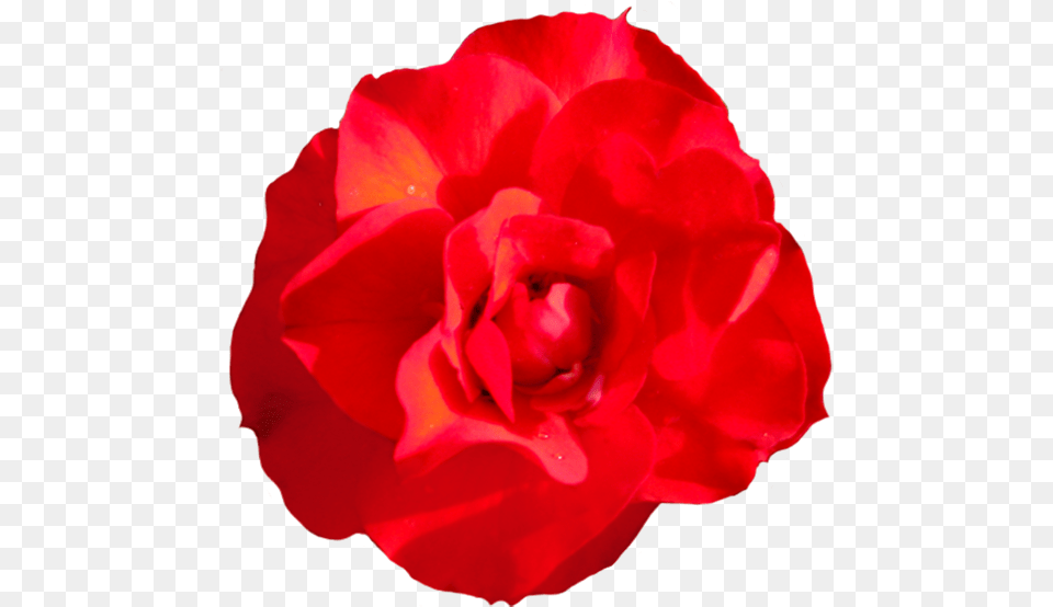Head Of Singel Red Red Rose Rose Head, Flower, Petal, Plant, Geranium Png Image