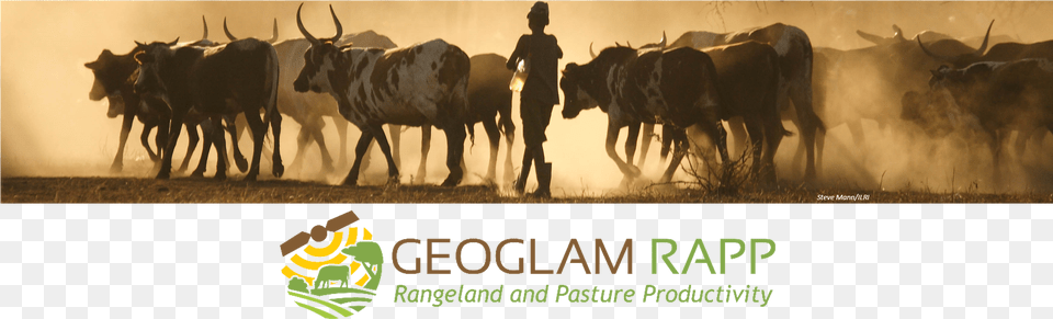 Head Rapp Newsletter, Animal, Bull, Cattle, Livestock Png