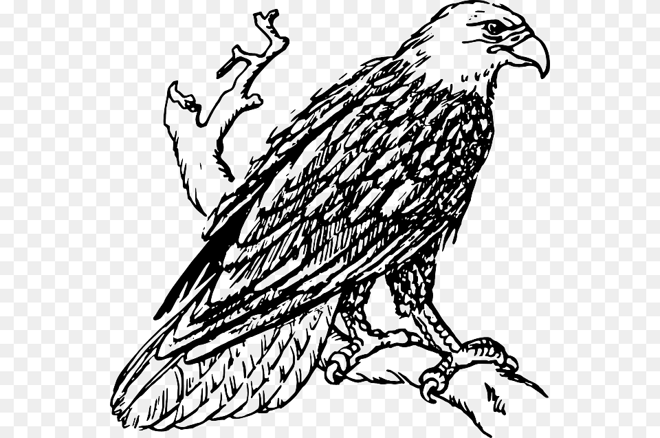 Head Sketch Cartoon Eagle, Animal, Bird, Vulture, Art Free Transparent Png