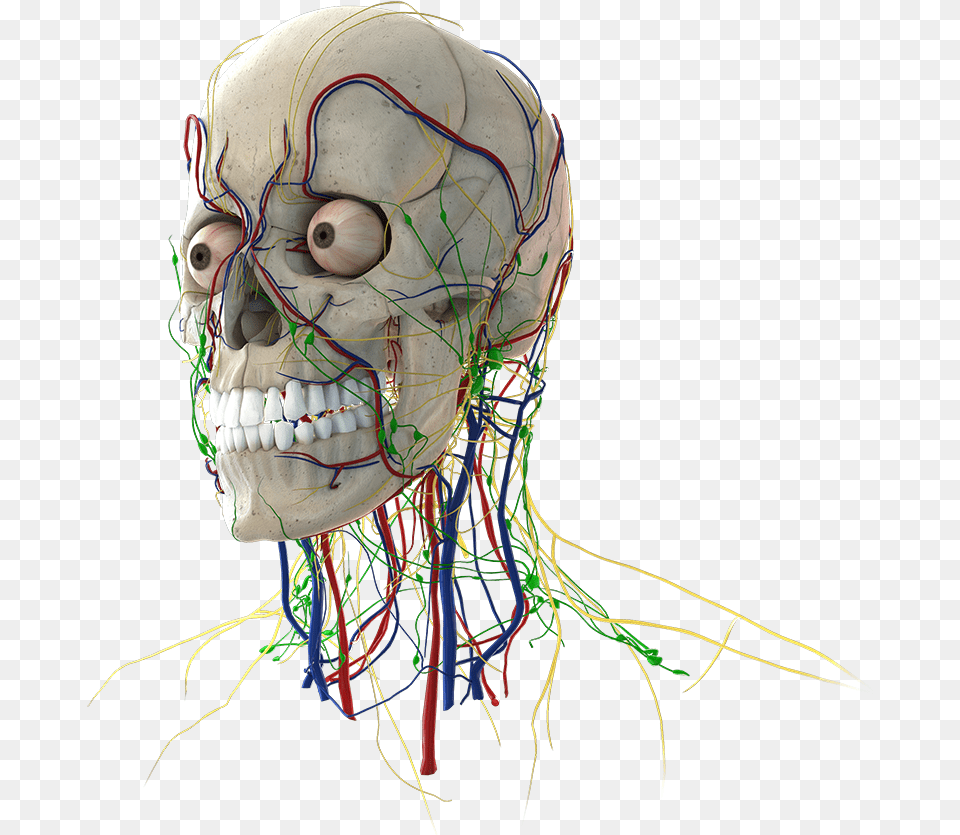 Head Skull, Person, Face Free Png Download