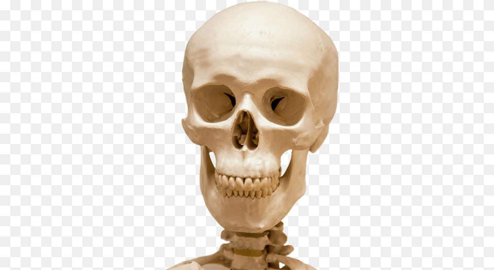 Head Skull And Part Skeleton Human Skulls, Baby, Person, Face Png Image