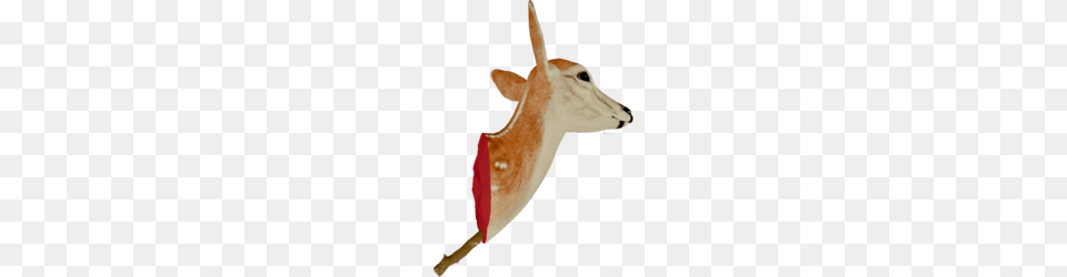 Head Trophy, Animal, Deer, Mammal, Wildlife Png Image