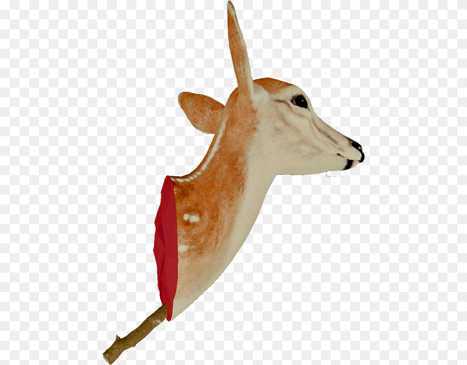 Head Trophy Deer, Animal, Mammal, Wildlife, Antelope Free Transparent Png