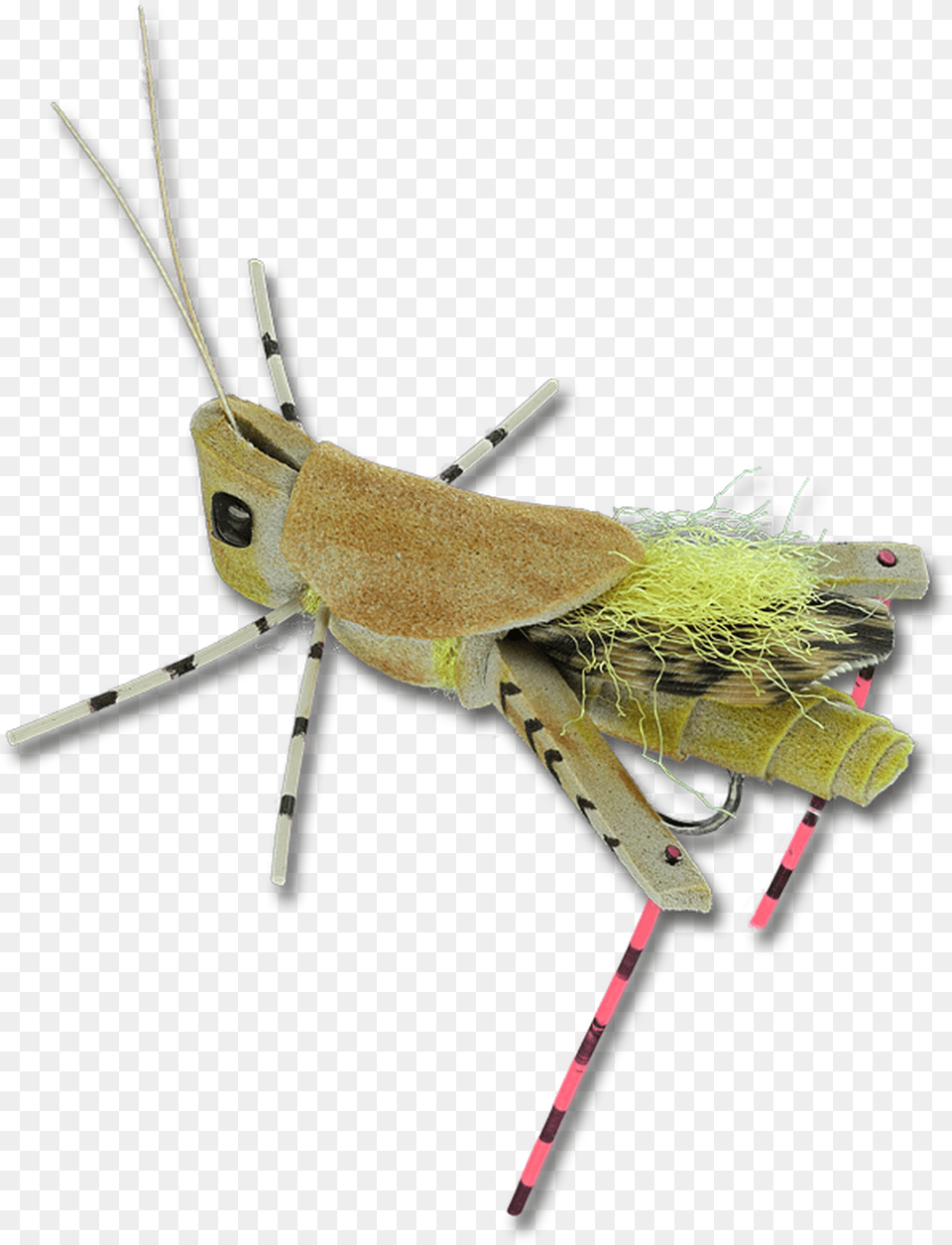 Head Turner Hopper Grasshopper, Animal, Insect, Invertebrate Free Png Download