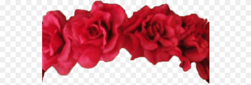 Headband Clipart Tumblr Red Flower Crown, Carnation, Plant, Rose, Flower Arrangement Free Transparent Png