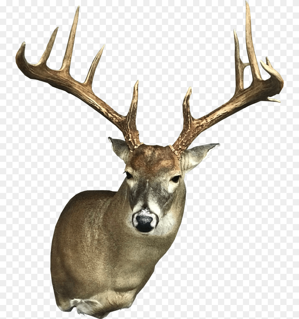 Headdown By Mulkey Elk, Animal, Antelope, Antler, Deer Free Png