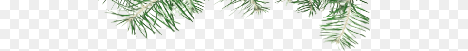 Header 29 Aug 2015 Christmas Tree, Fir, Pine, Plant, Conifer Png Image