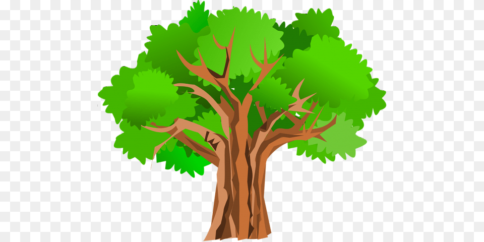 Headlands Primary Welcome, Plant, Tree, Tree Trunk, Oak Png Image