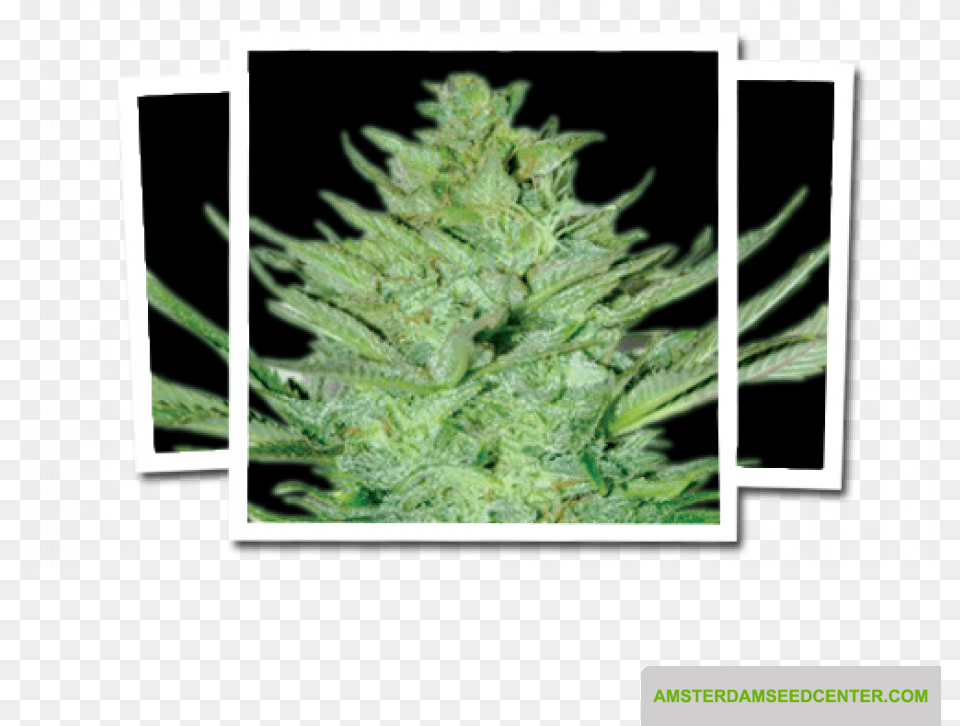 Headlights Kush Auto Emerald Triangle Seeds Lemon Haze Auto, Grass, Plant, Weed, Bud Free Png Download