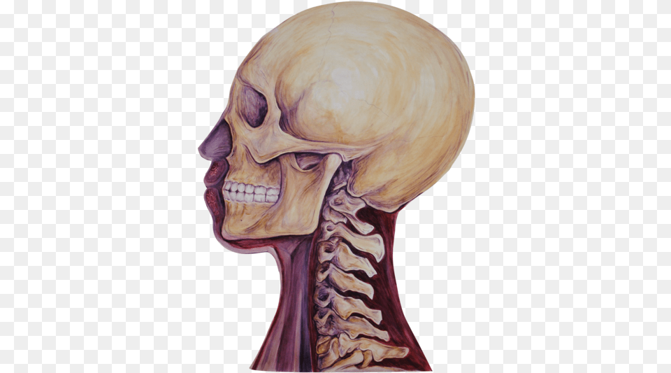 Heads Bone Bone, Head, Person, Face, Body Part Free Png