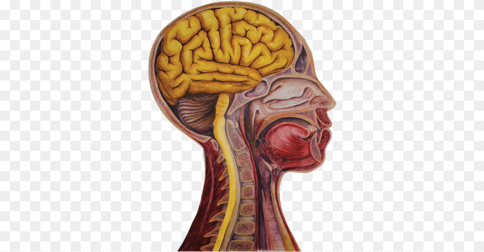 Heads Sagittal Wbrain Portable Network Graphics, Body Part, Face, Head, Neck Free Png Download