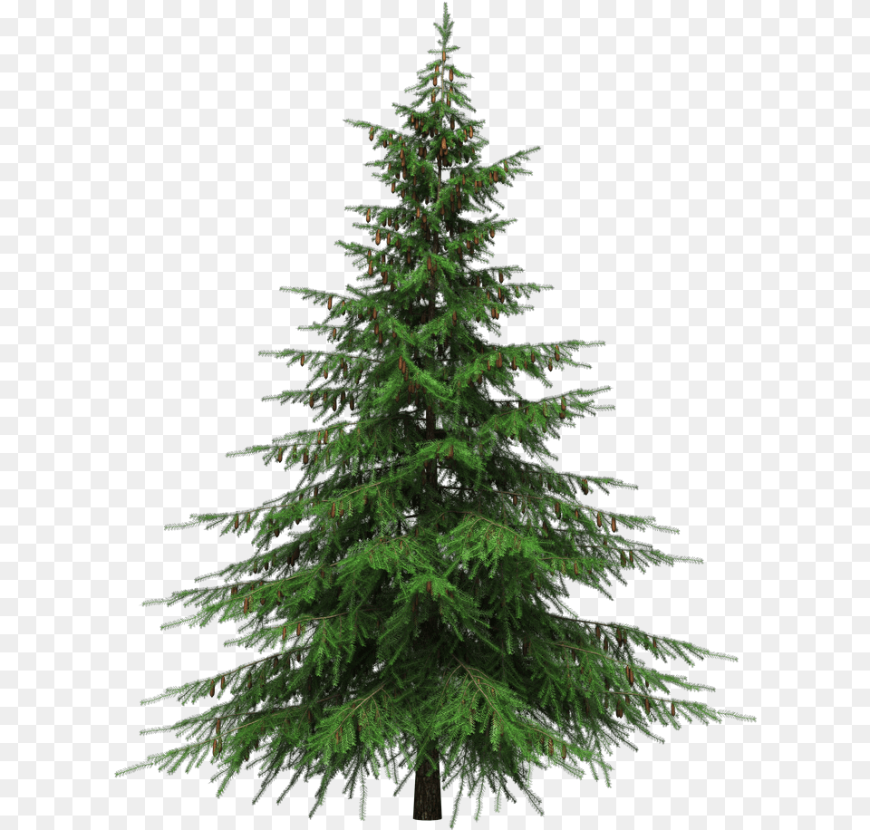 Healing Benefits Of Your Christmas Tree Pine Tree Clear Background, Conifer, Fir, Plant Png Image