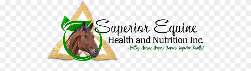 Health, Animal, Colt Horse, Horse, Mammal Free Transparent Png