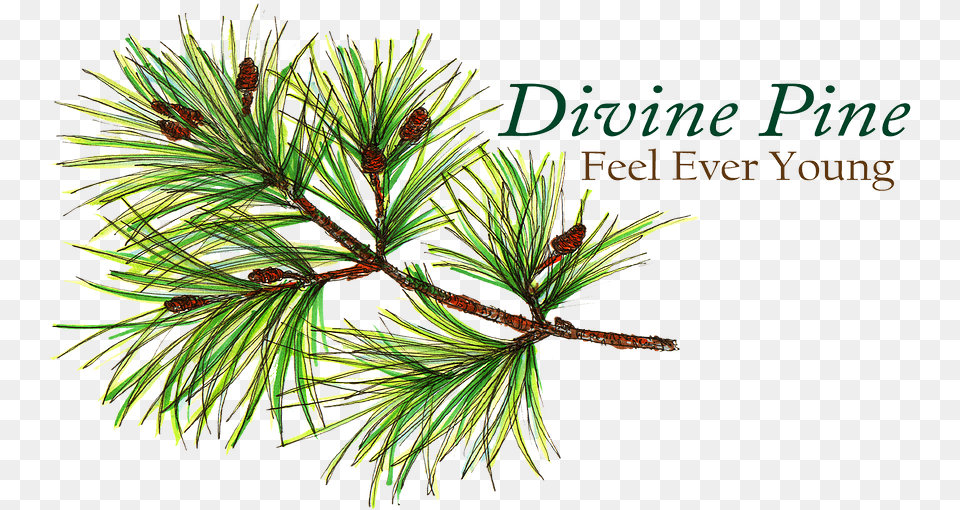 Health Benefits Divinepine Two Needle Pinyon Pine, Conifer, Plant, Tree, Fir Free Transparent Png