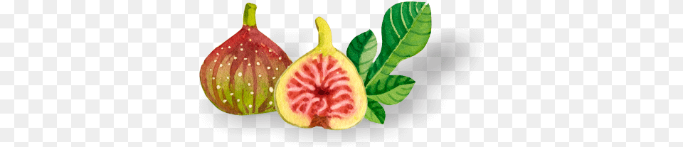 Health Benefits Of Figs Common Fig, Flower, Food, Fruit, Plant Png