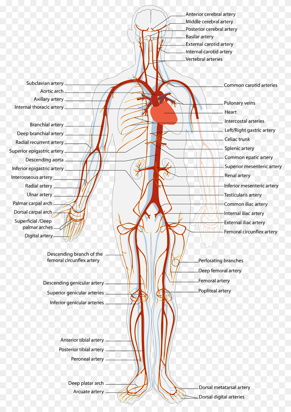 Health Clipart, Adult, Male, Man, Person Free Transparent Png