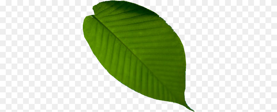 Health Division Leaf, Plant, Green, Tree, Annonaceae Free Transparent Png