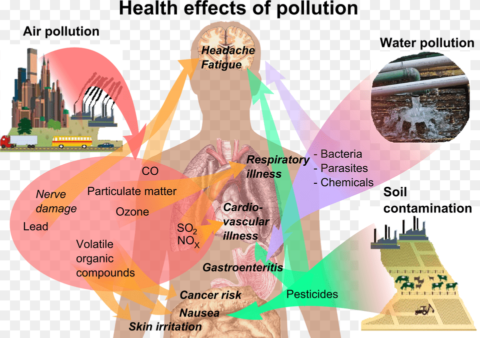Health Effects Of Pollution Plastic Impact On Human Health, Adult, Bride, Female, Person Free Png