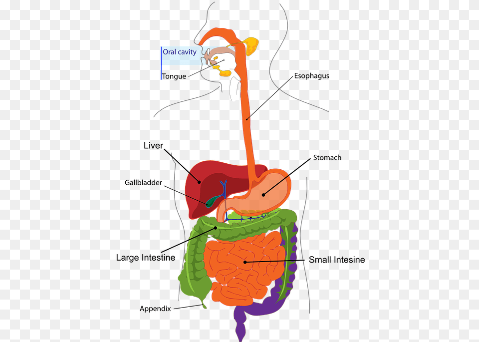 Health Human Digestive System, Bow, Weapon Free Png Download