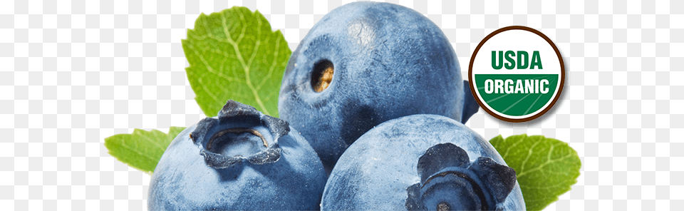 Health U2013 Brushcreek Berries Drawing Blueberry Transparent Background, Berry, Food, Fruit, Plant Free Png
